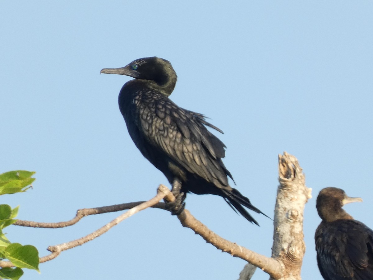 Little Black Cormorant - ML640853948