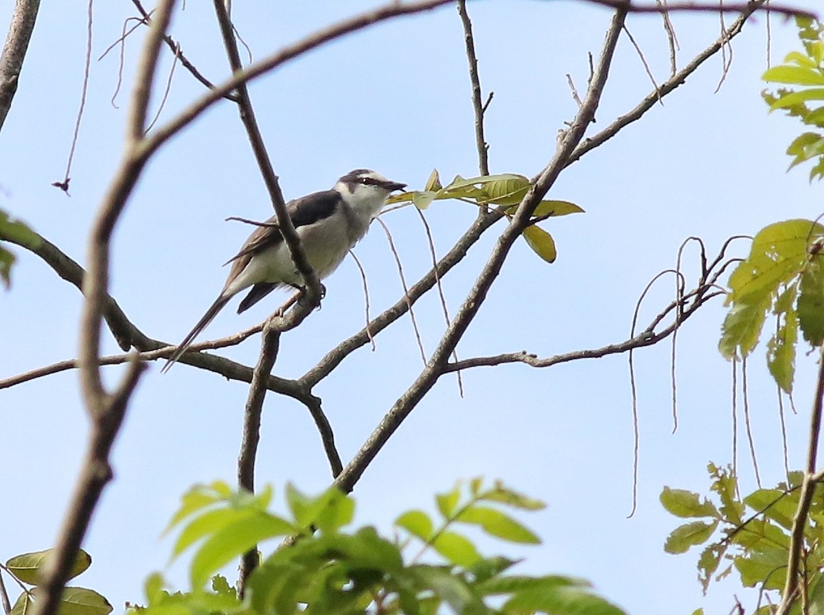 Brown-rumped Minivet - ML640853975