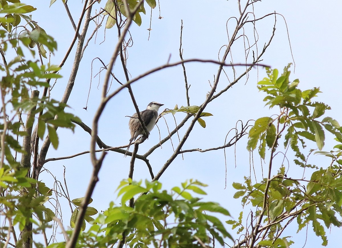Brown-rumped Minivet - ML640853976