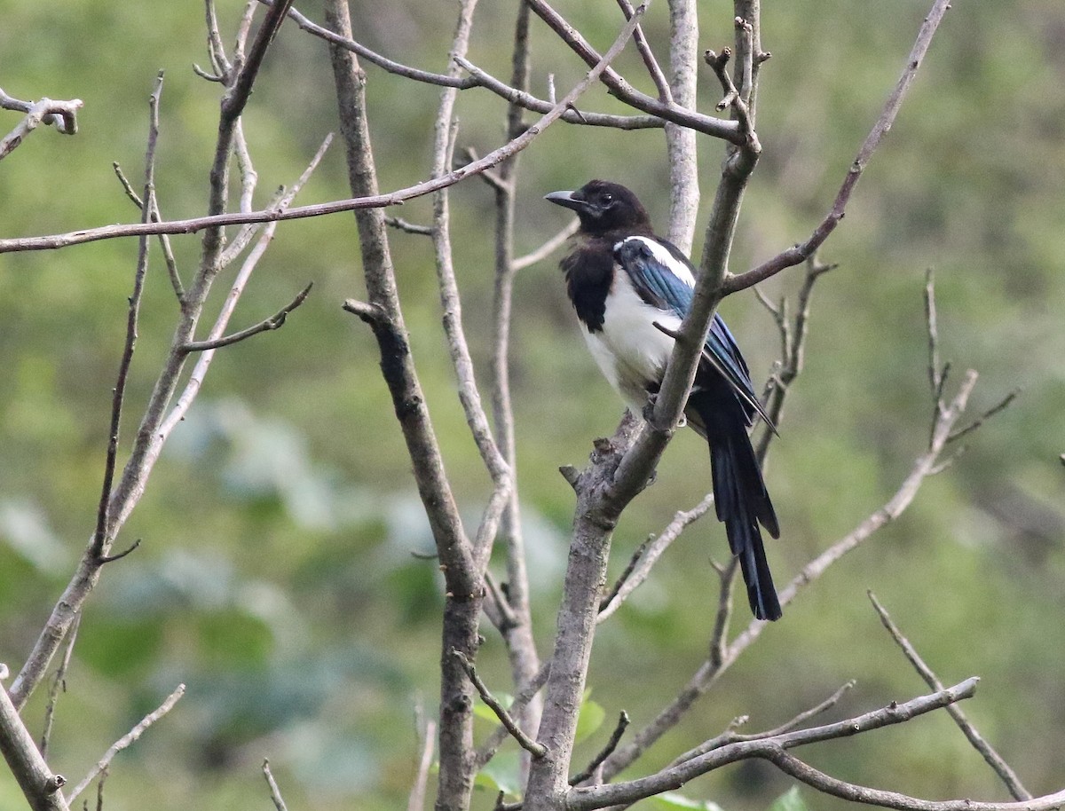 Oriental Magpie - ML640853978