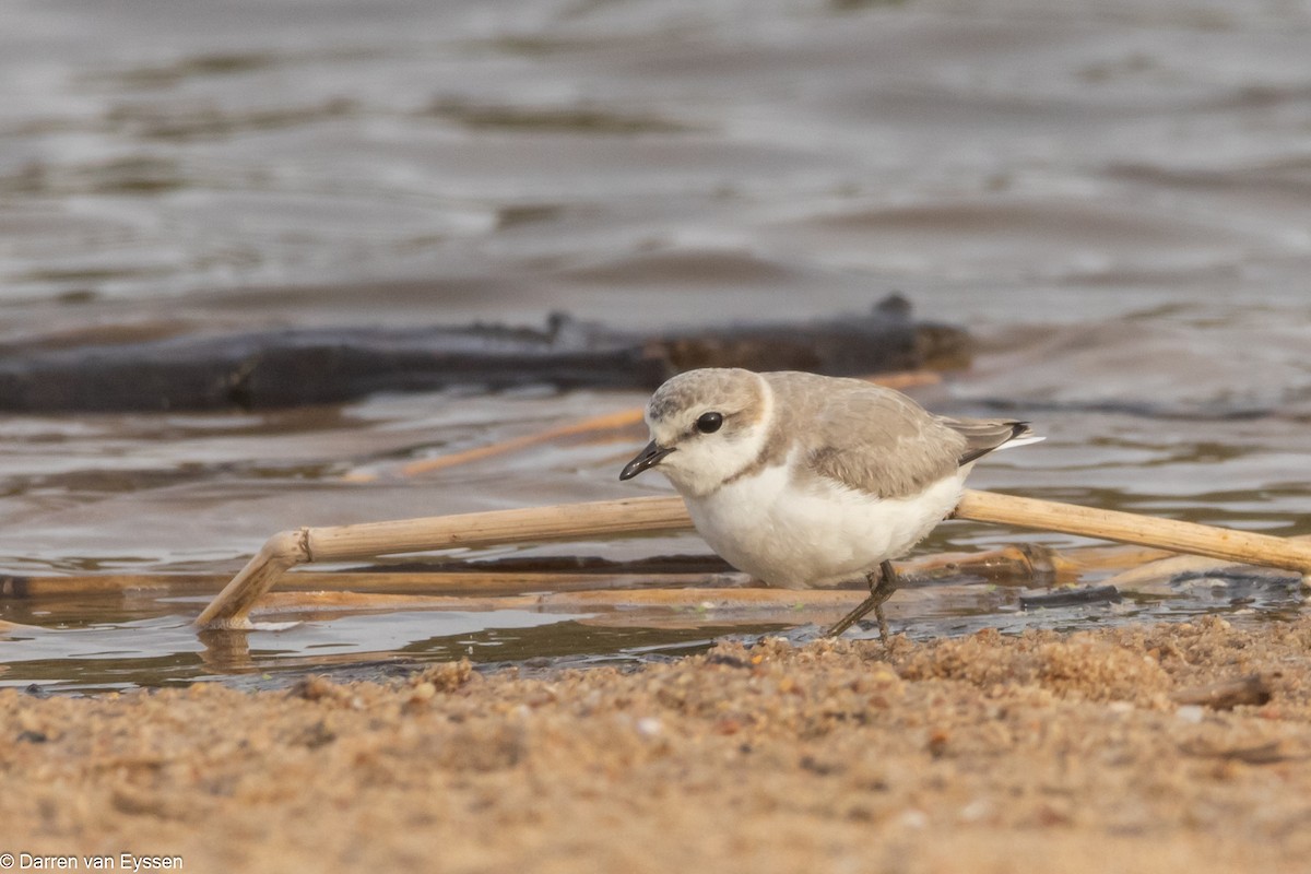 Chestnut-banded Plover - ML640853983