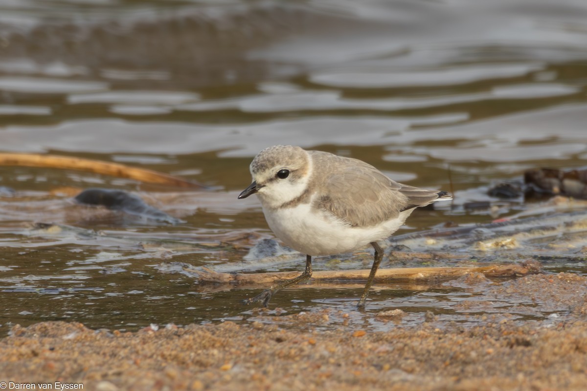 Chestnut-banded Plover - ML640853984