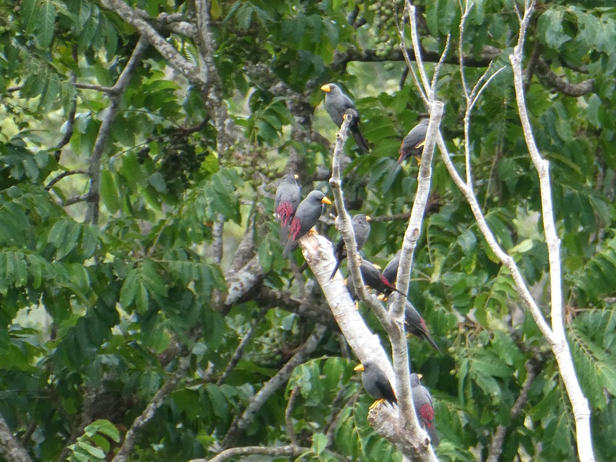Finch-billed Myna - ML640853988
