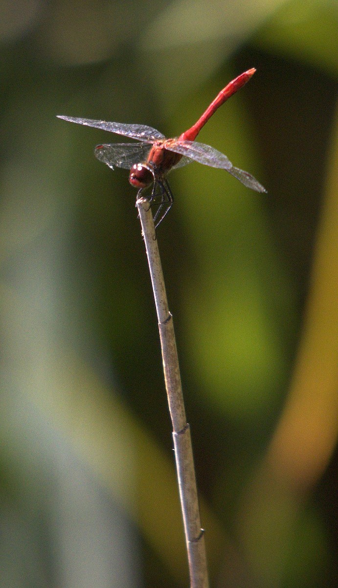 Broad Scarlet - ML640854000