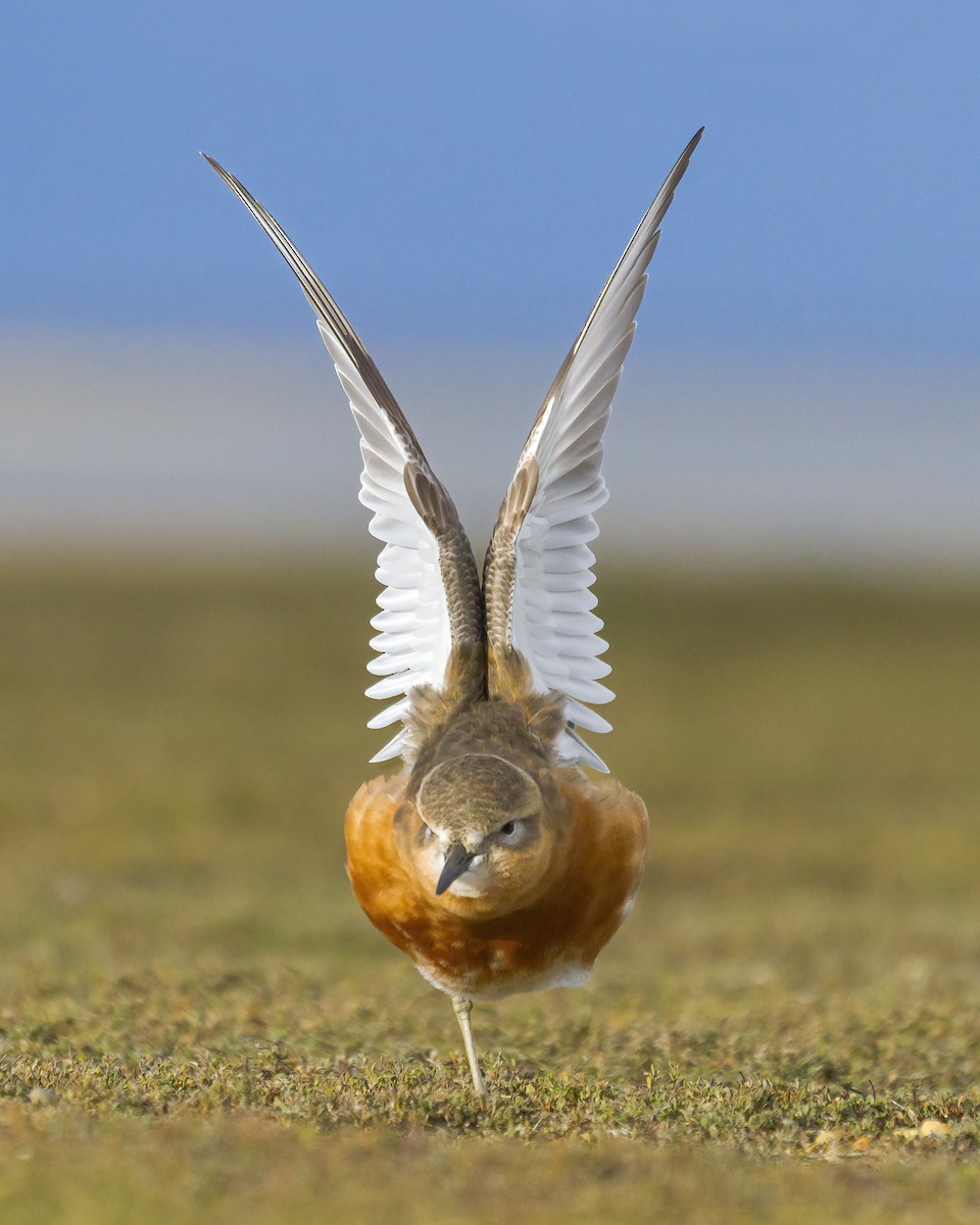 Red-breasted Dotterel (Southern) - ML640854015