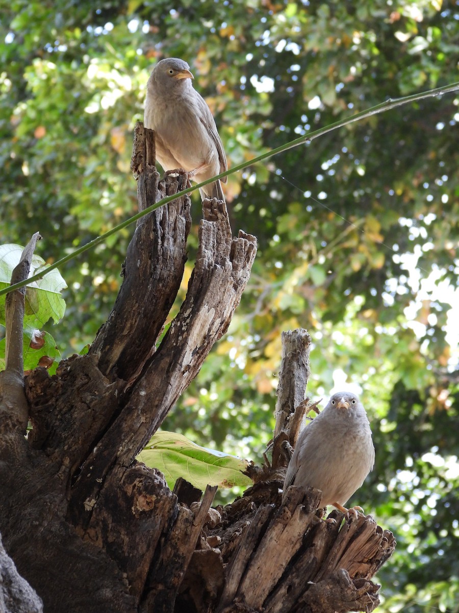 Jungle Babbler - ML640854022