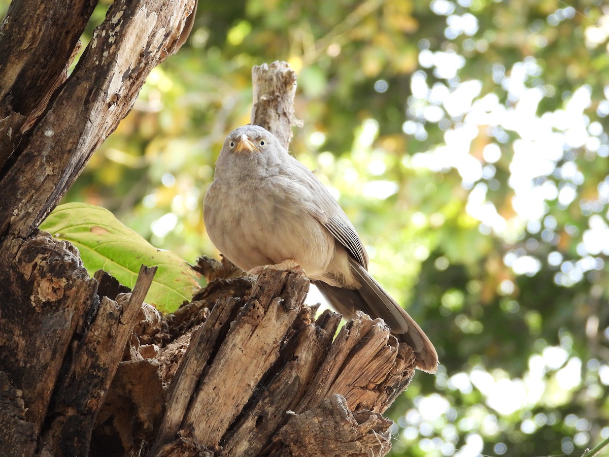Jungle Babbler - ML640854023