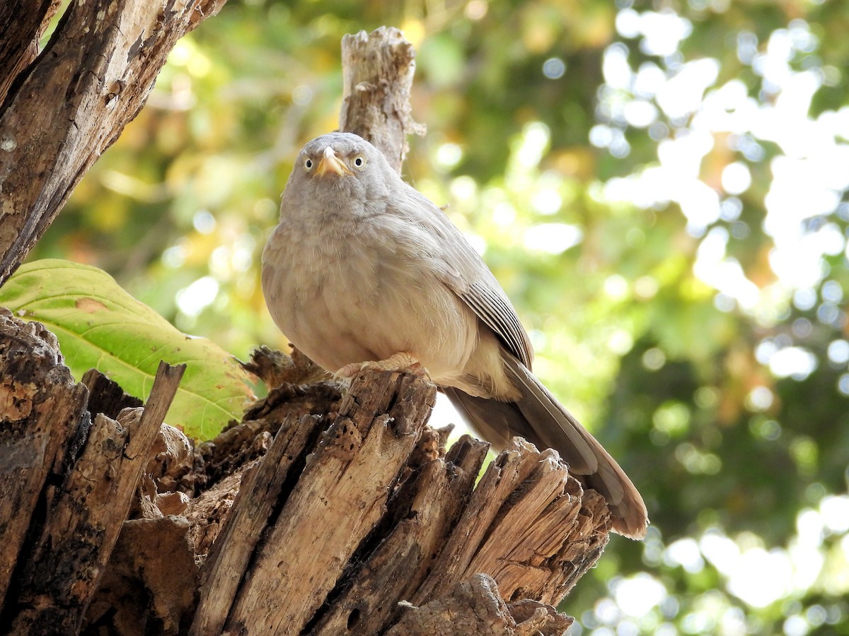 Jungle Babbler - ML640854024