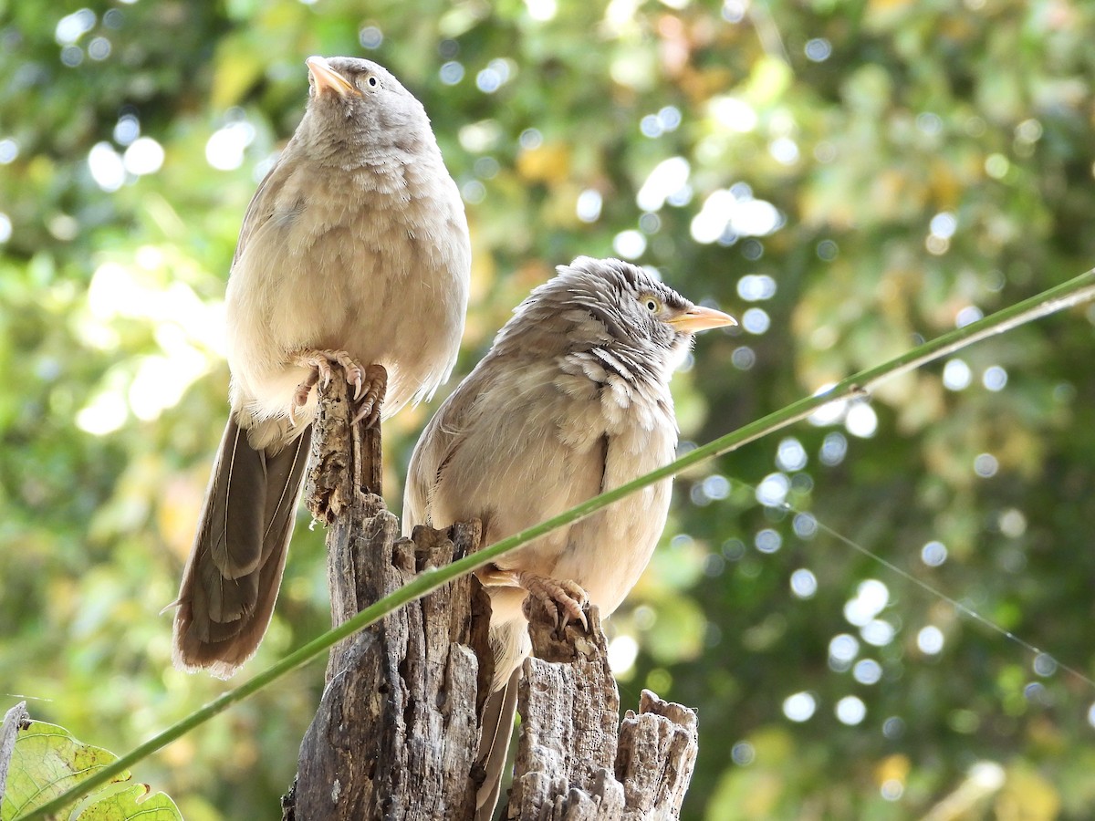 Jungle Babbler - ML640854026