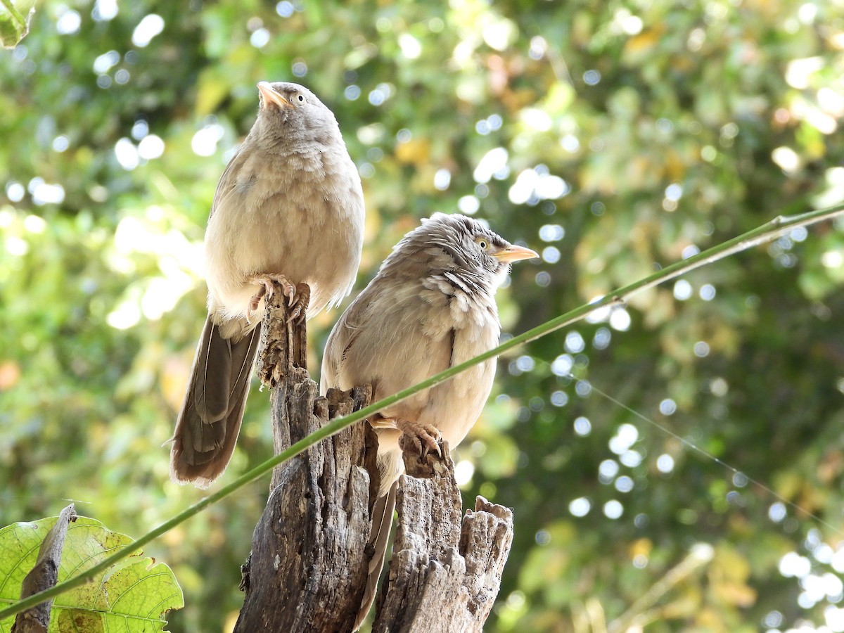 Jungle Babbler - ML640854027