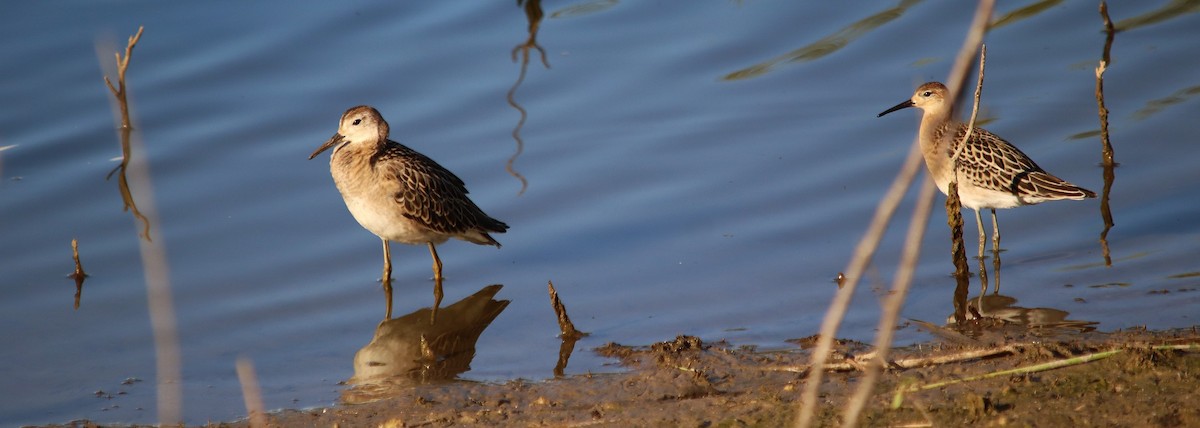 流蘇鷸 - ML640854062