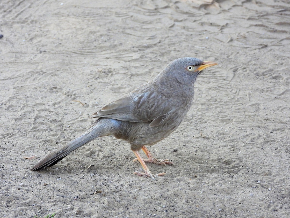 Jungle Babbler - ML640854097
