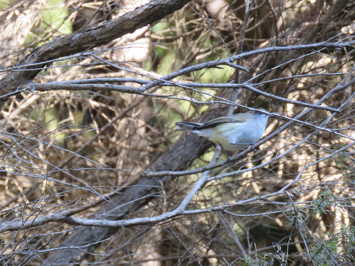Gray Gerygone - ML640854108