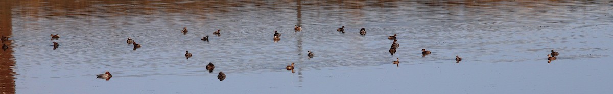 小鸊鷉 - ML640854114