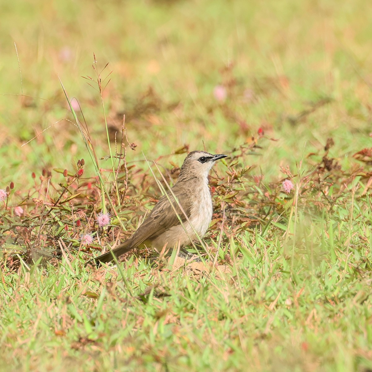 Yellow-vented Bulbul - ML640854182