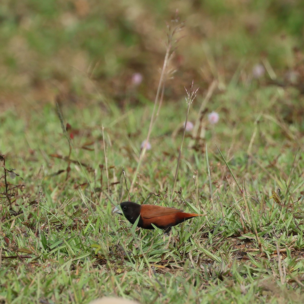 キンパラ - ML640854184
