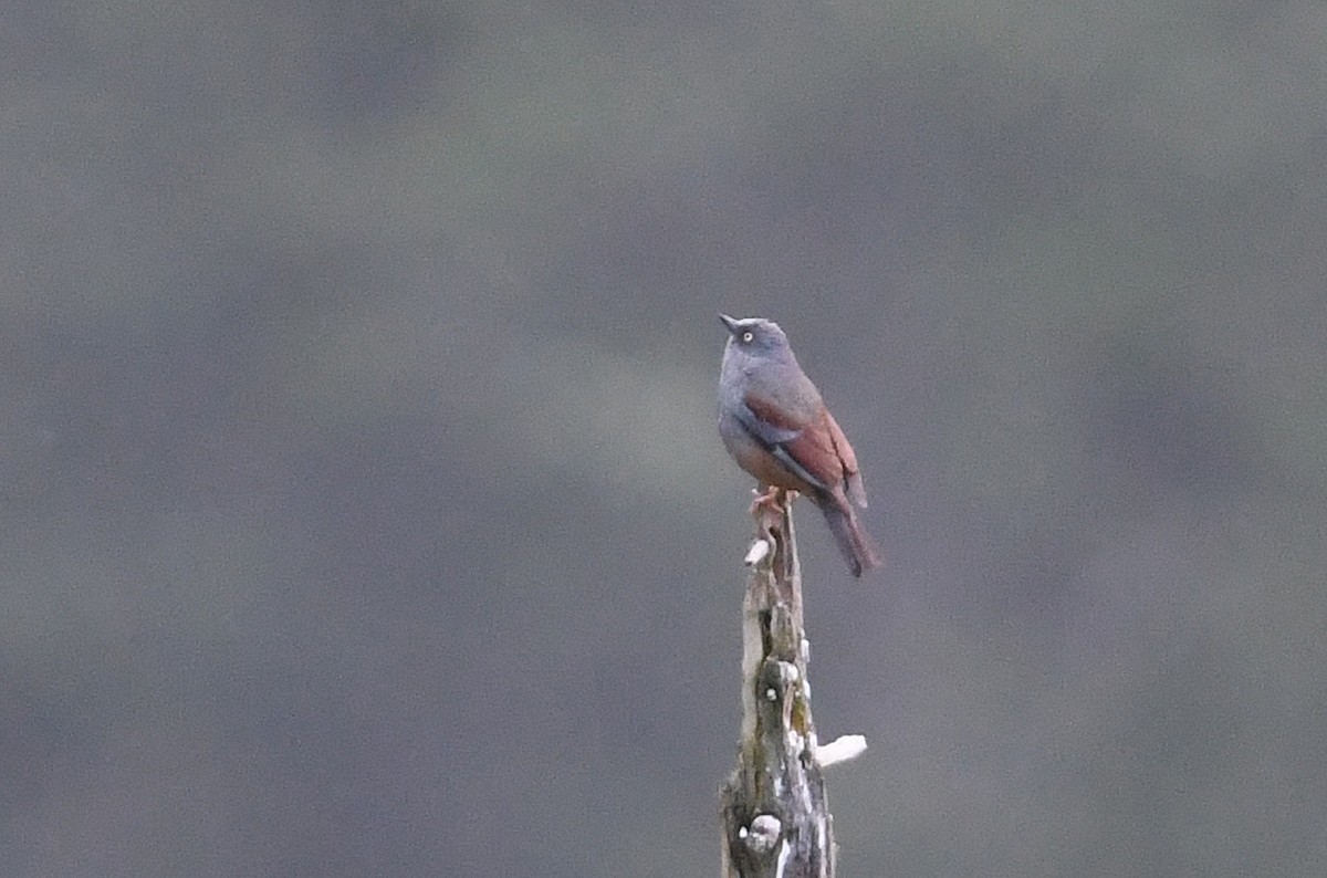 Maroon-backed Accentor - ML640854225