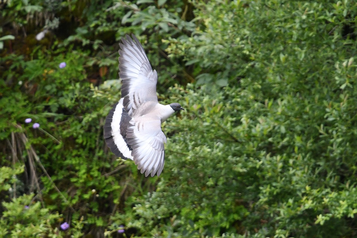 Snow Pigeon - ML640854229