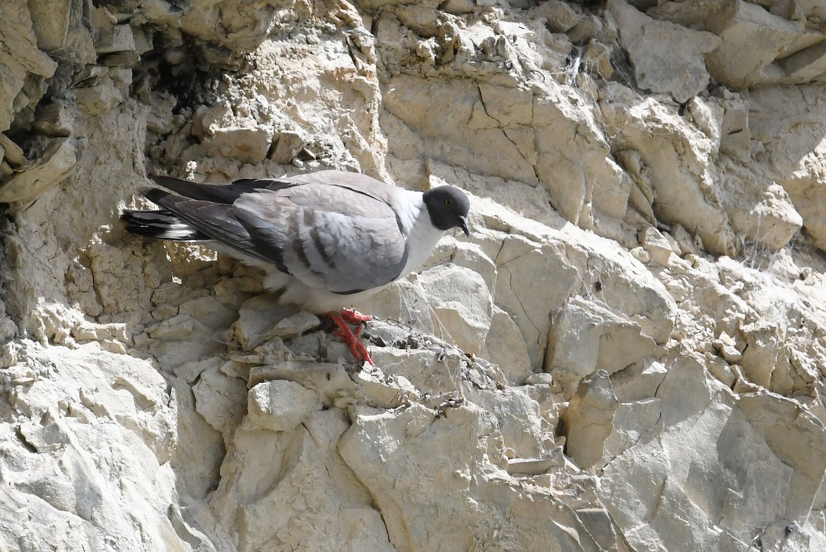 Snow Pigeon - ML640854231
