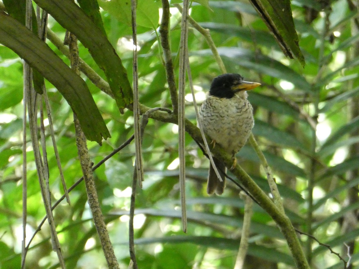 Scaly-breasted Kingfisher (Scaly-breasted) - ML640854236