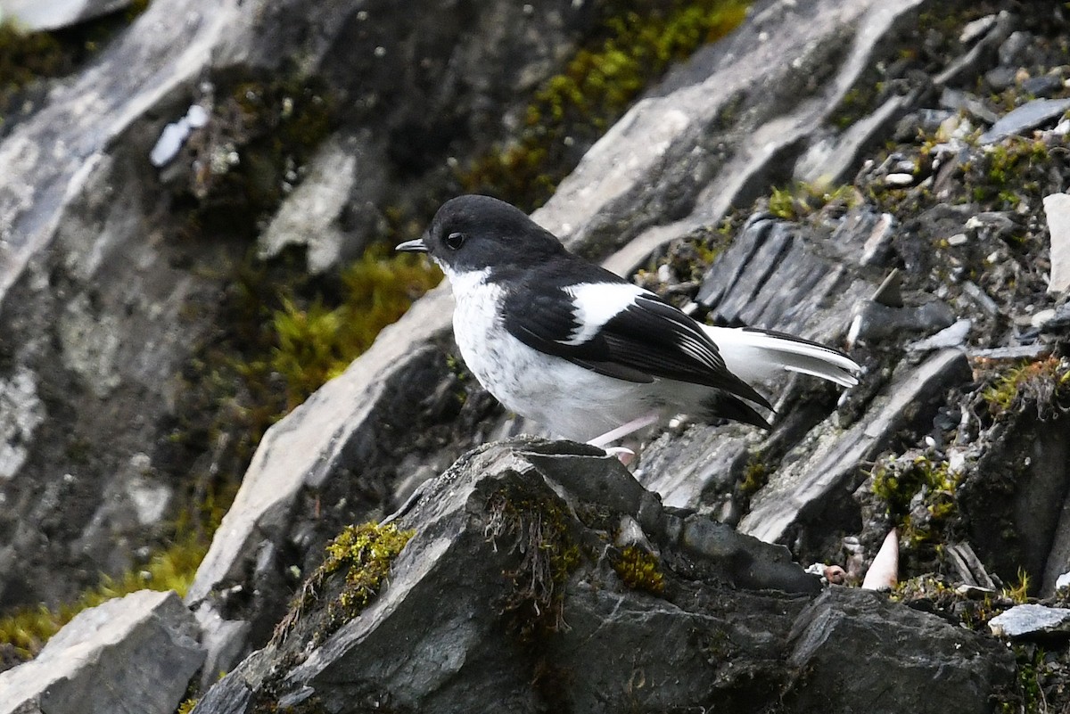 Little Forktail - ML640854238
