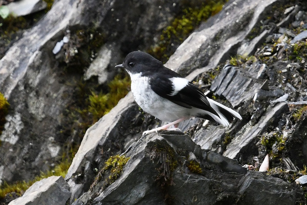 Little Forktail - ML640854243