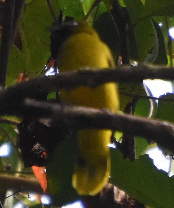 Andaman Bulbul - ML640854266