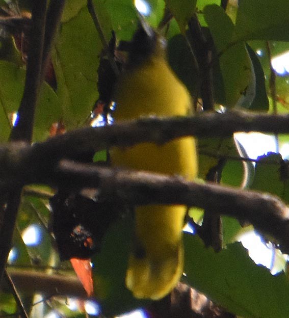 Andaman Bulbul - ML640854267