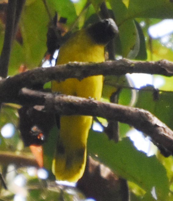 Andaman Bulbul - ML640854273
