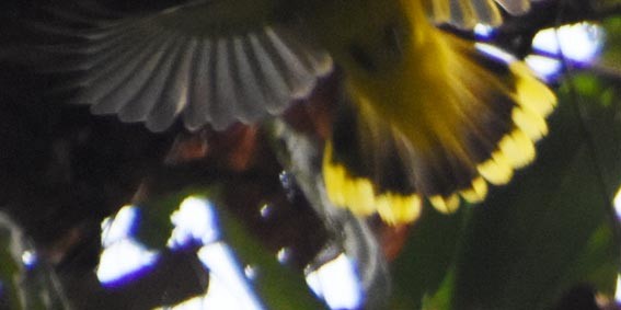 Andaman Bulbul - ML640854275