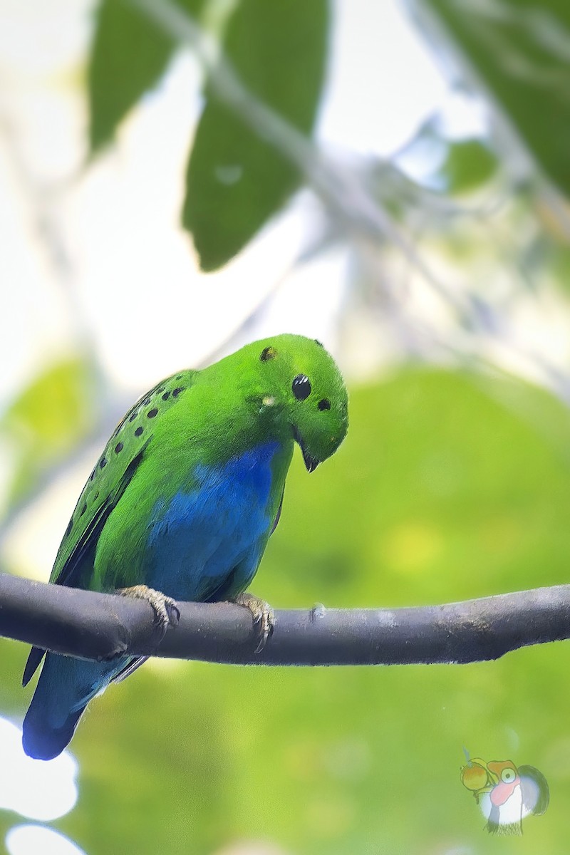 Hose's Broadbill - ML640854277