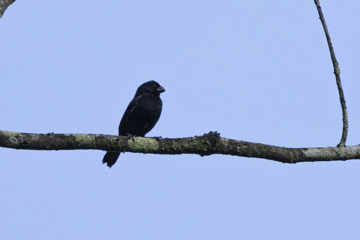 Variable Seedeater - ML640854306