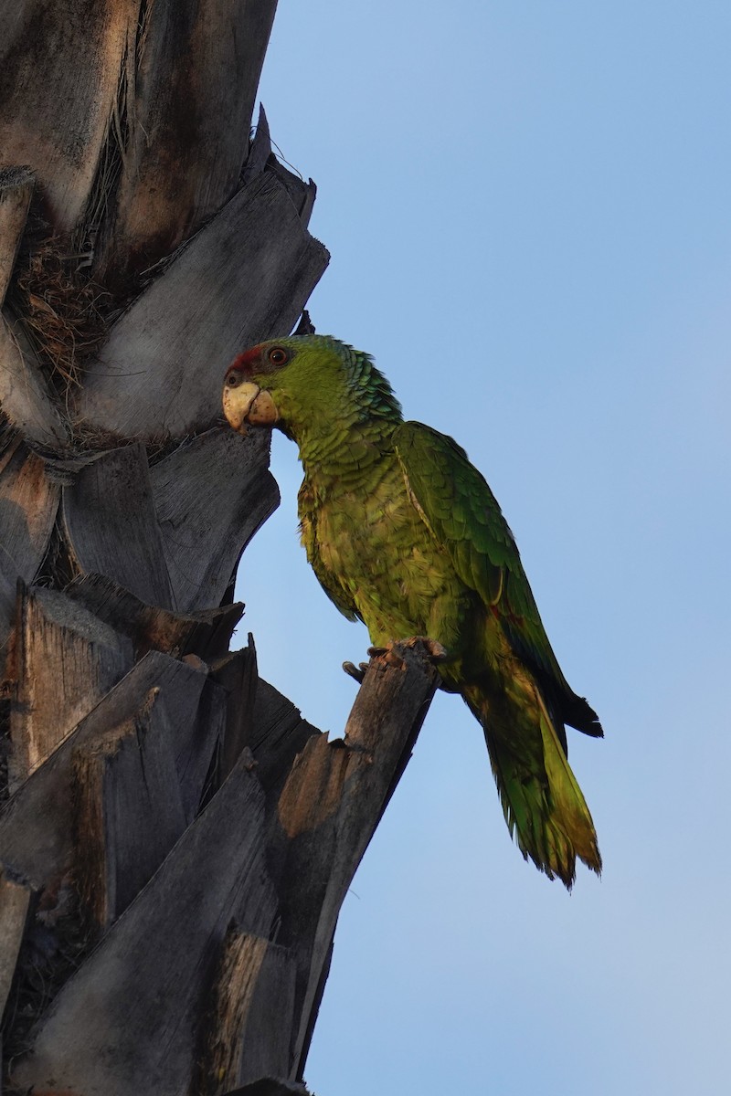 Lilac-crowned Amazon - ML640854310
