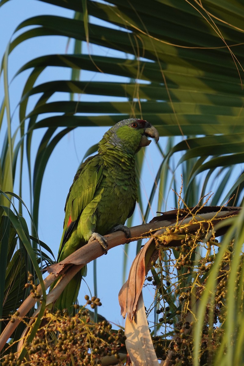 Lilac-crowned Amazon - ML640854312