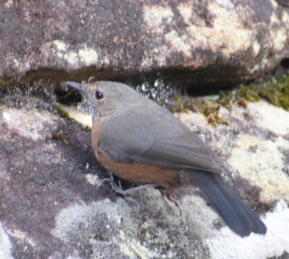 Rockwarbler - ML640854446
