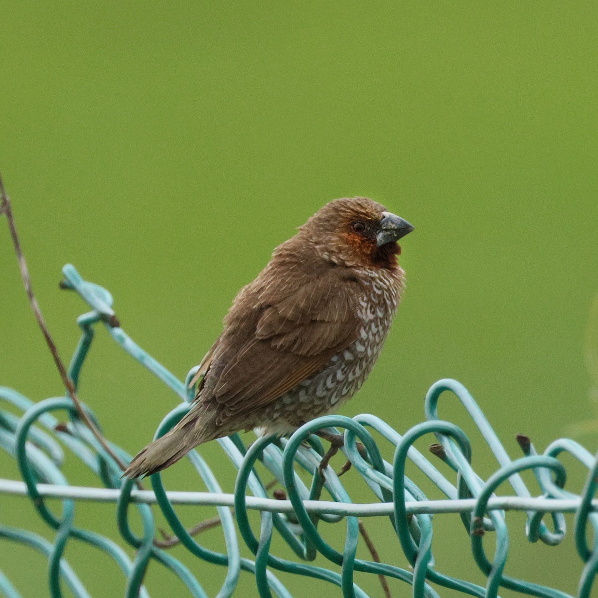 Scaly-breasted Bulbul - ML640854462