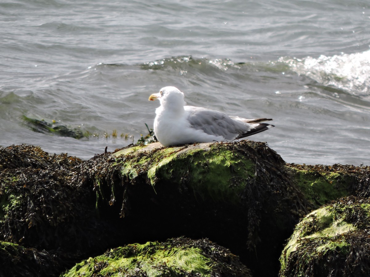 American Herring Gull - ML640854467
