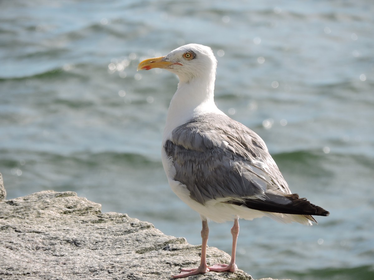 American Herring Gull - ML640854468