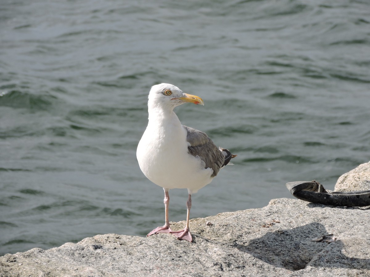 American Herring Gull - ML640854469
