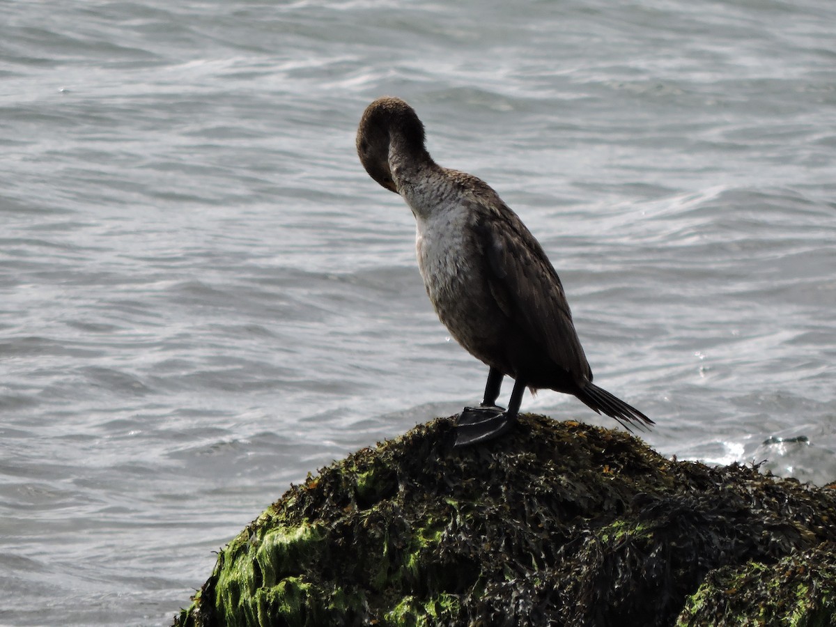 Double-crested Cormorant - ML640854471