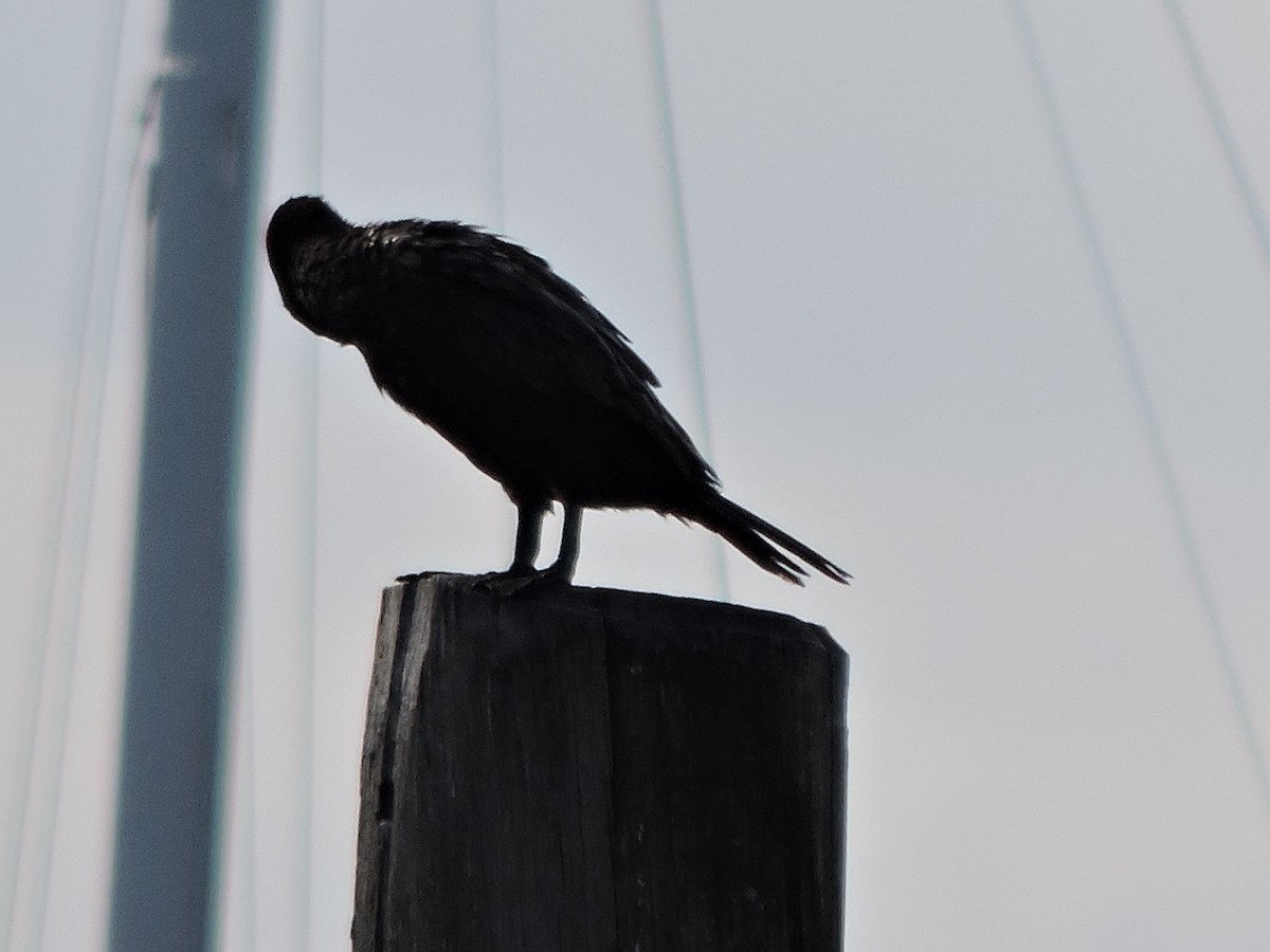 Double-crested Cormorant - ML640854473