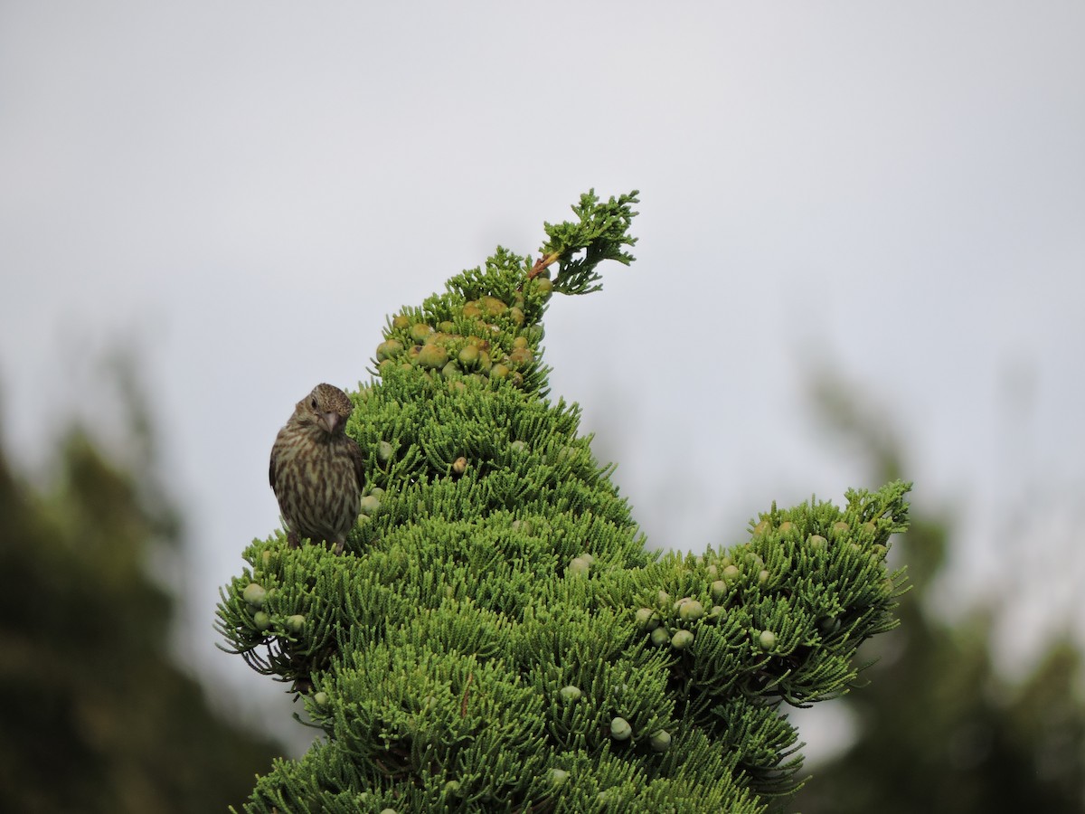 House Finch - ML640854482