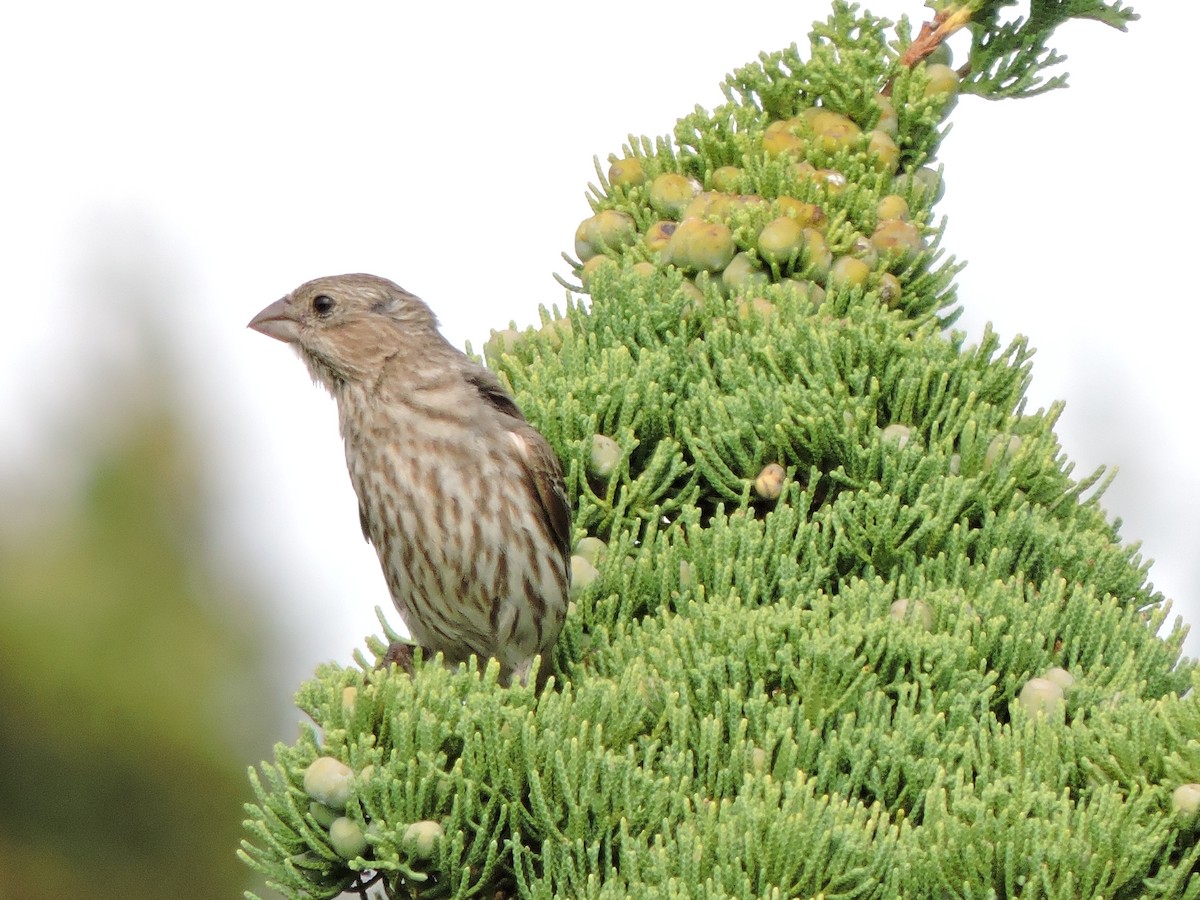 House Finch - ML640854483