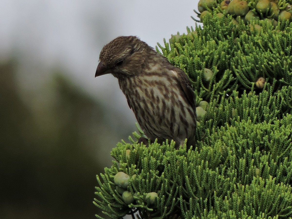 House Finch - ML640854486