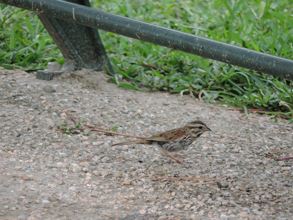 Song Sparrow - ML640854487