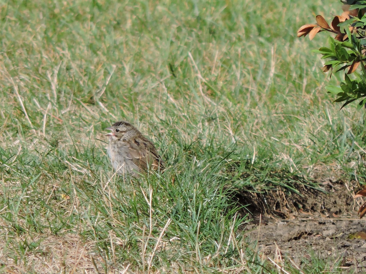 Song Sparrow - ML640854500