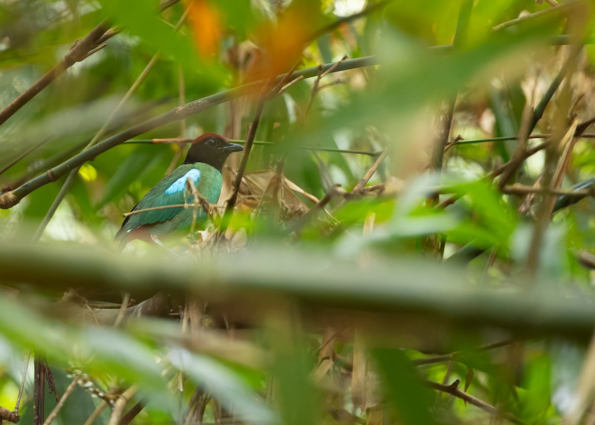 Western Hooded Pitta (Chestnut-crowned) - ML640854520