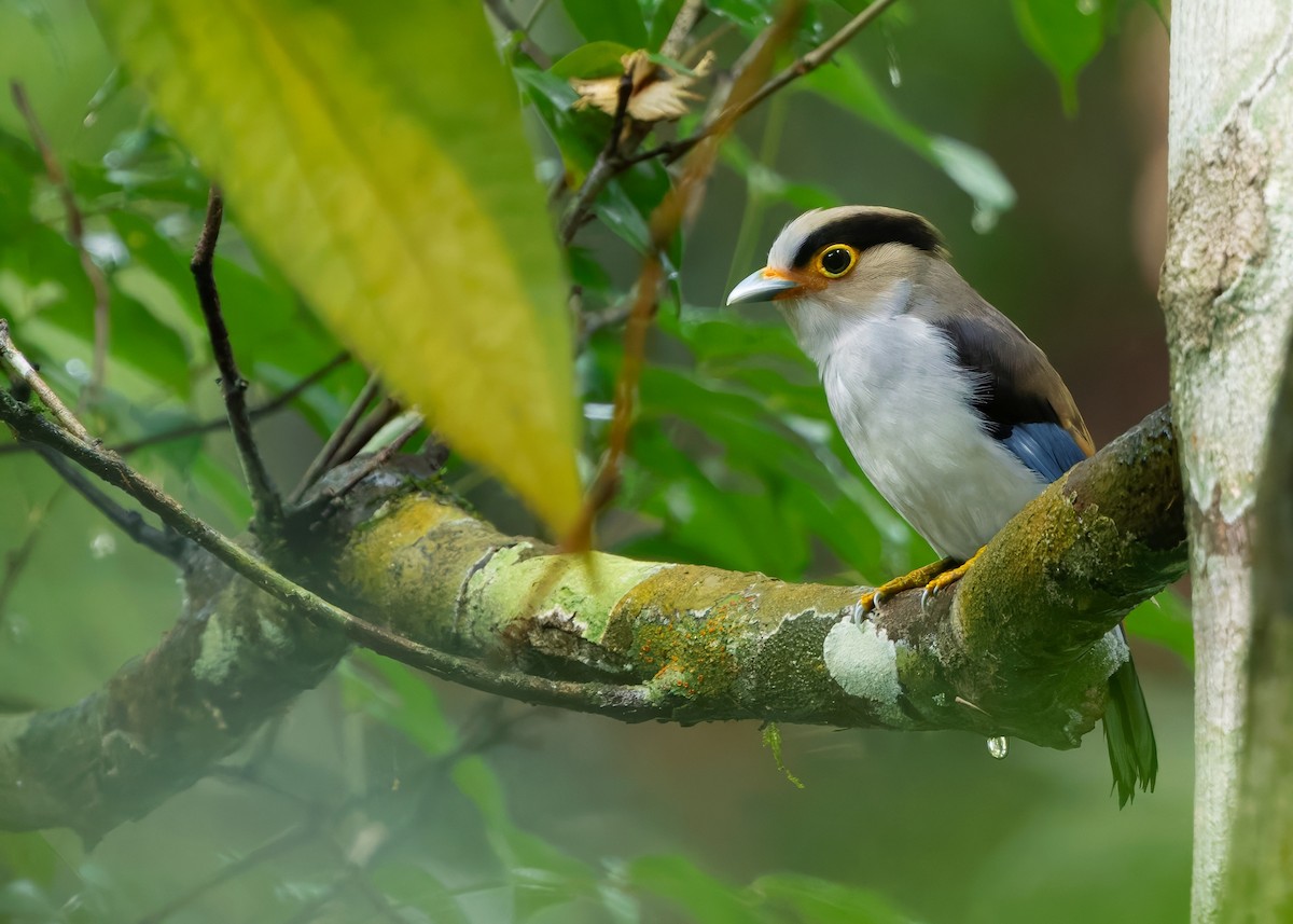 Silver-breasted Broadbill - ML640854533