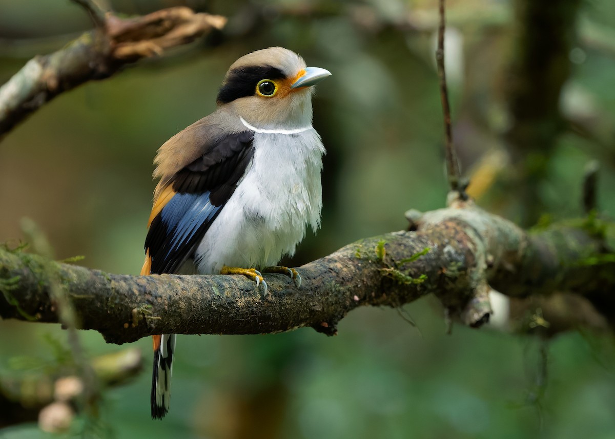 Silver-breasted Broadbill - ML640854534