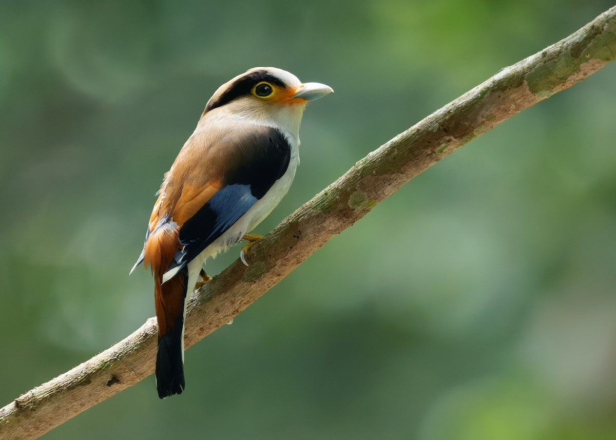 Silver-breasted Broadbill - ML640854535